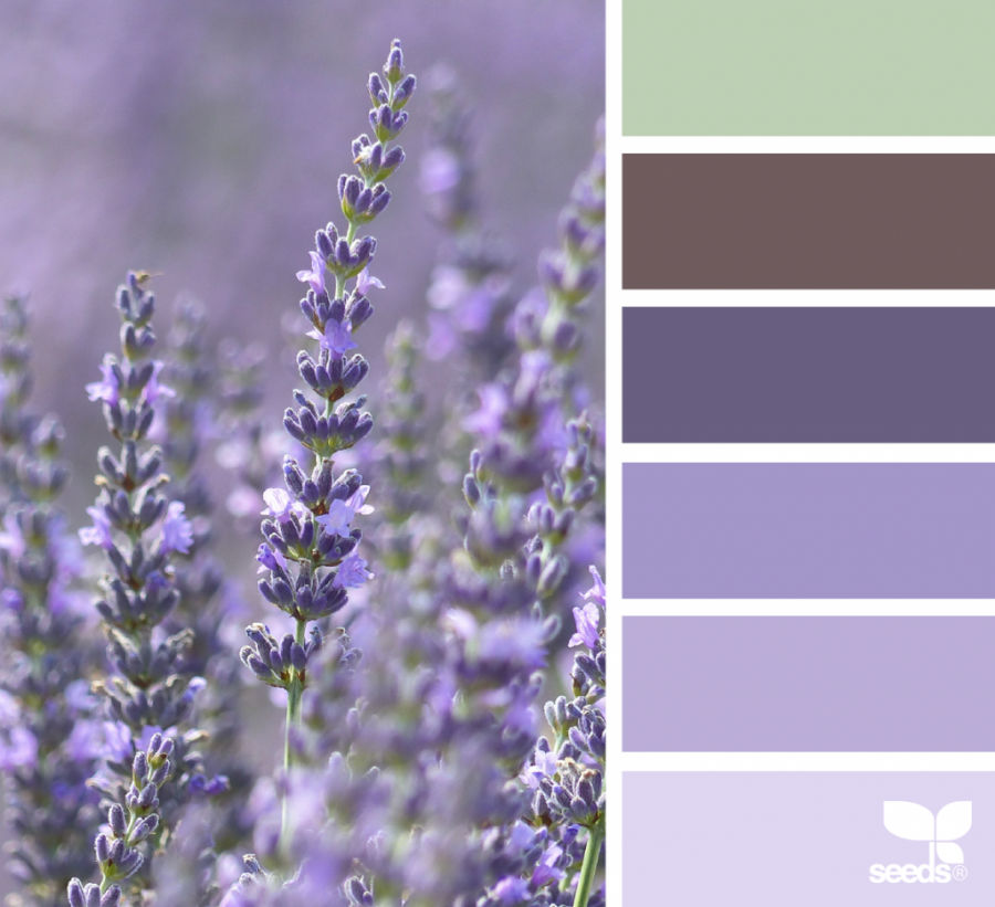Лавандовая палитра