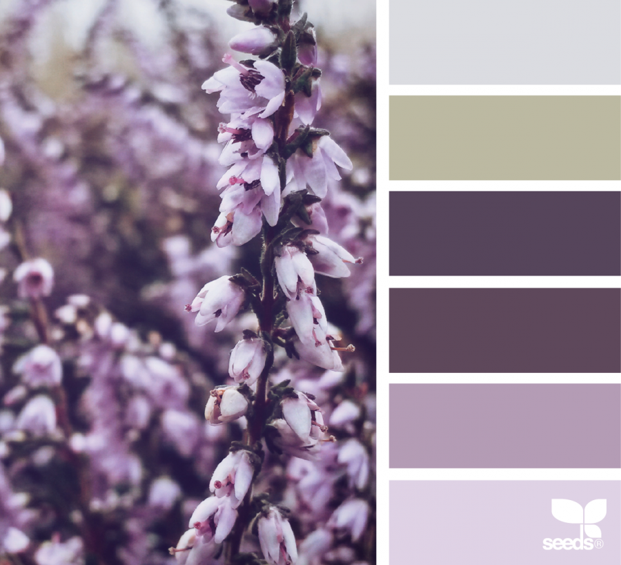 Колор Лаванда
