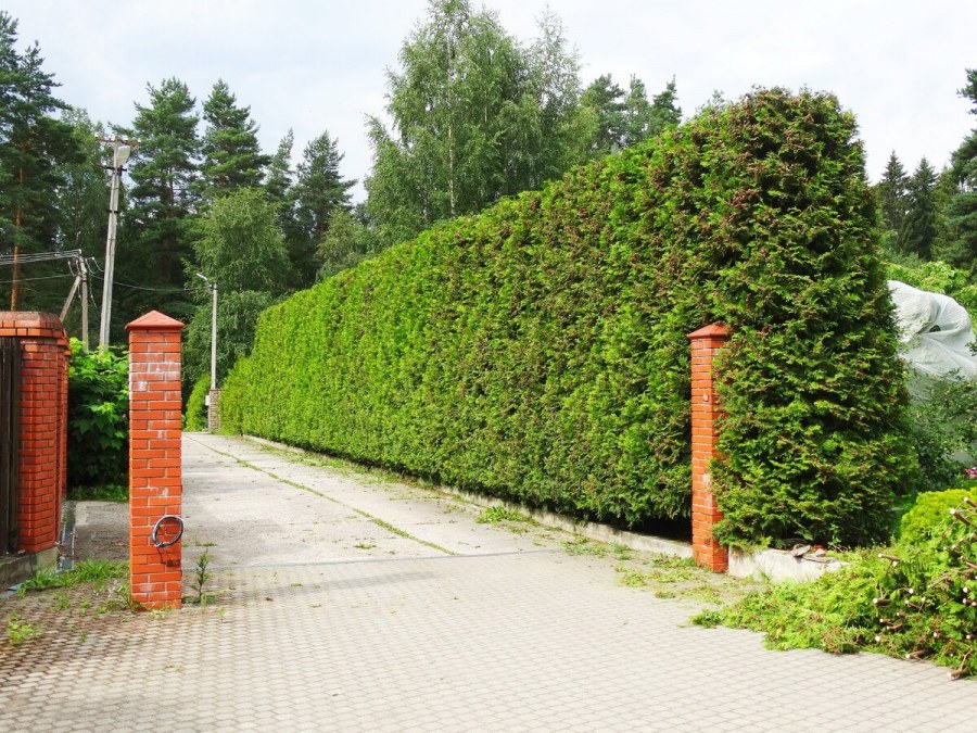 Живые изгороди из гортензии и кизильника
