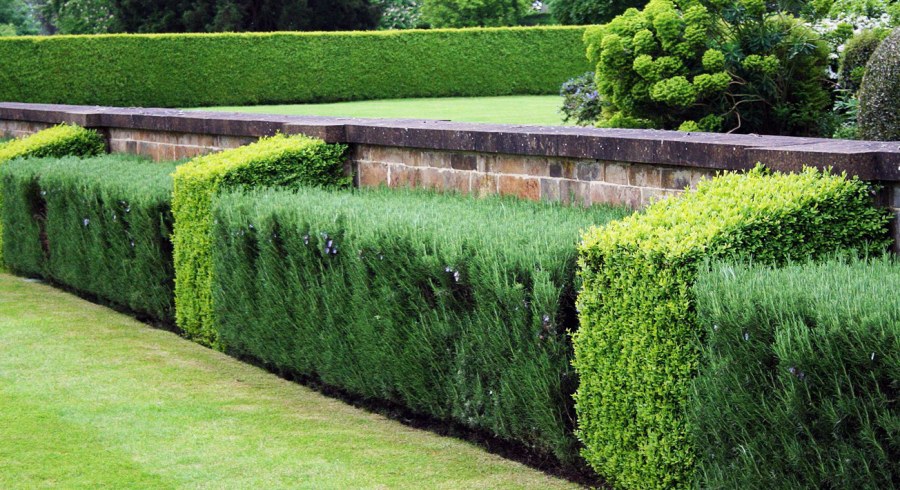 Живая изгородь в саду