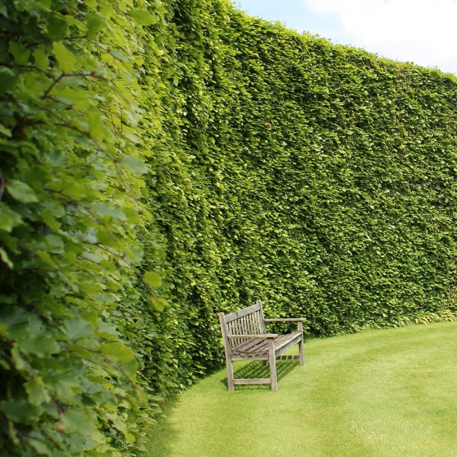 Регулярный парк Боскет