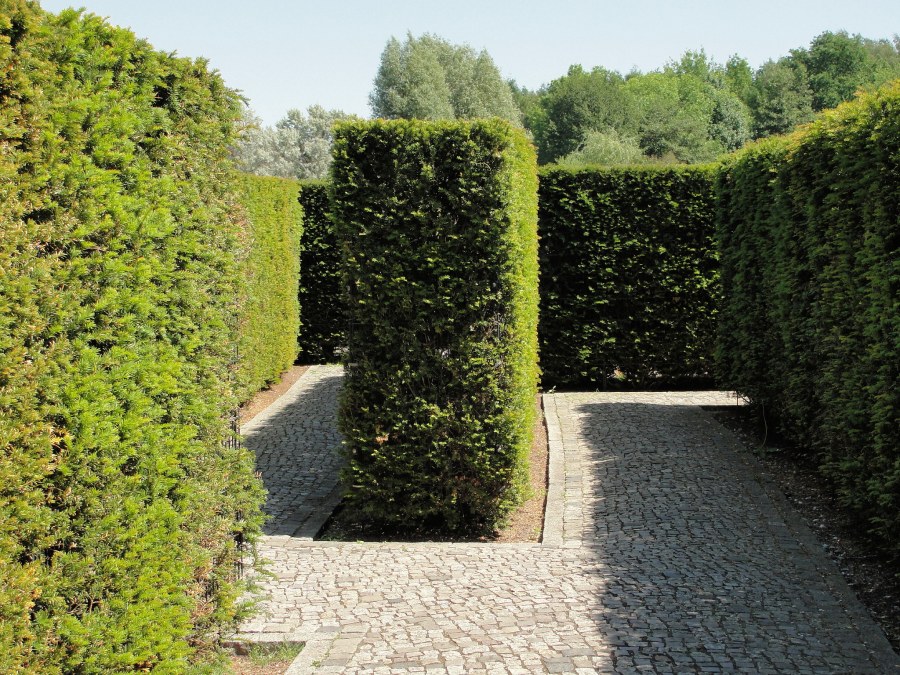 Тисовая Живая изгородь