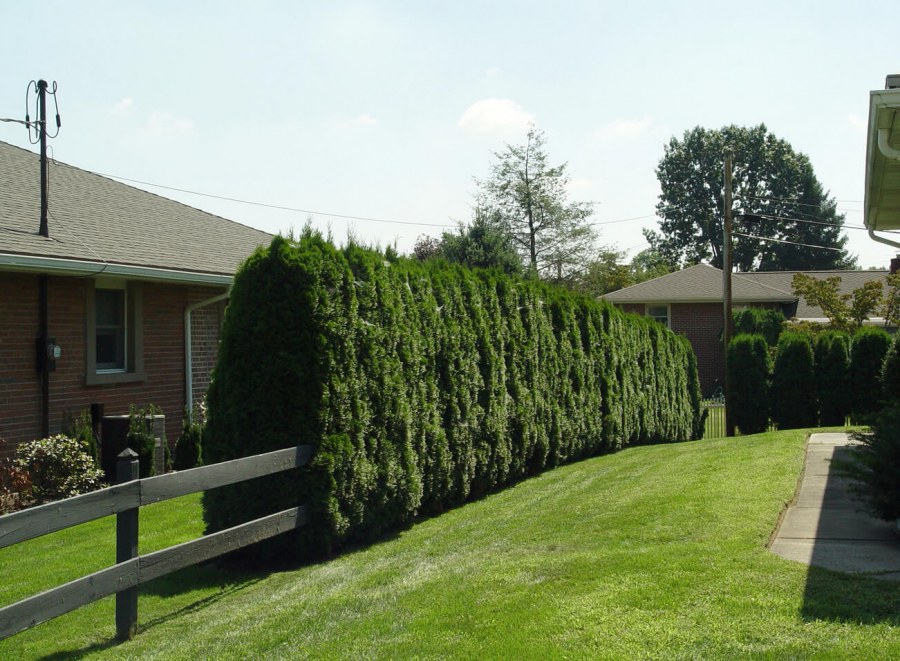 Изгородь из туи Глобоза