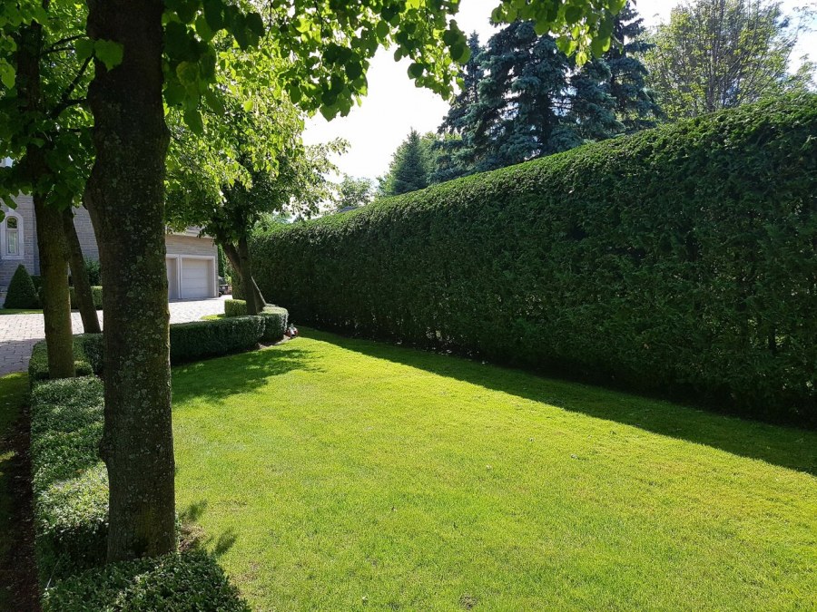 Небо с живой изгородью