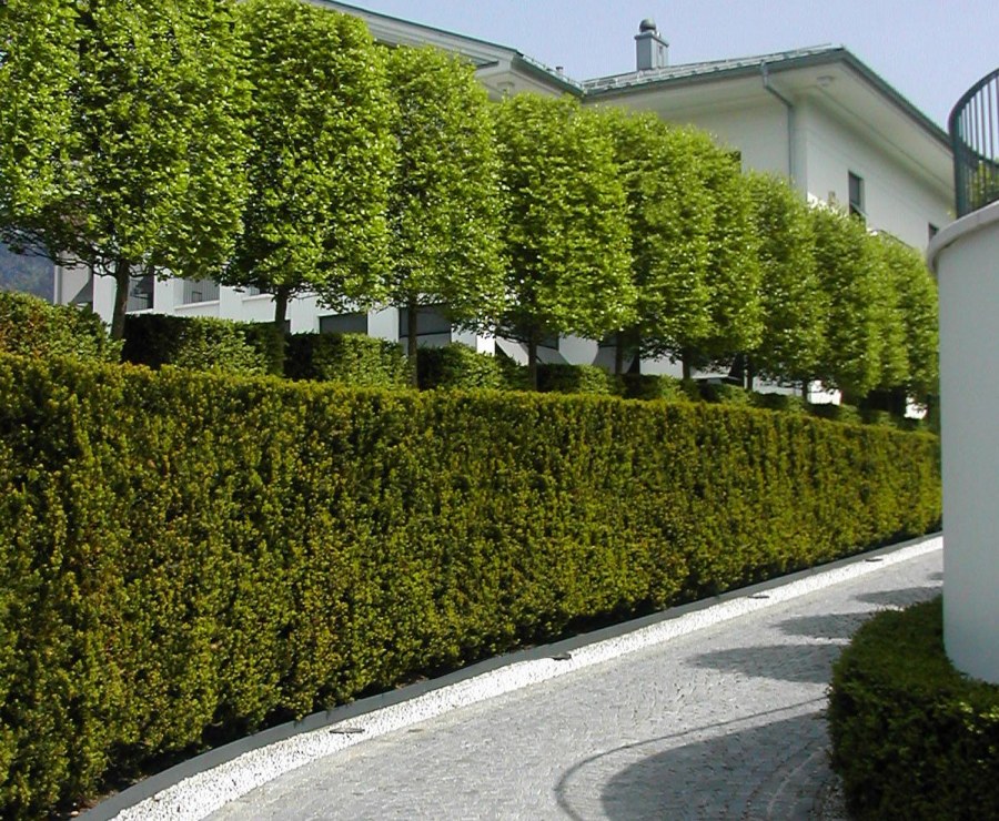 Самшит теневыносливость