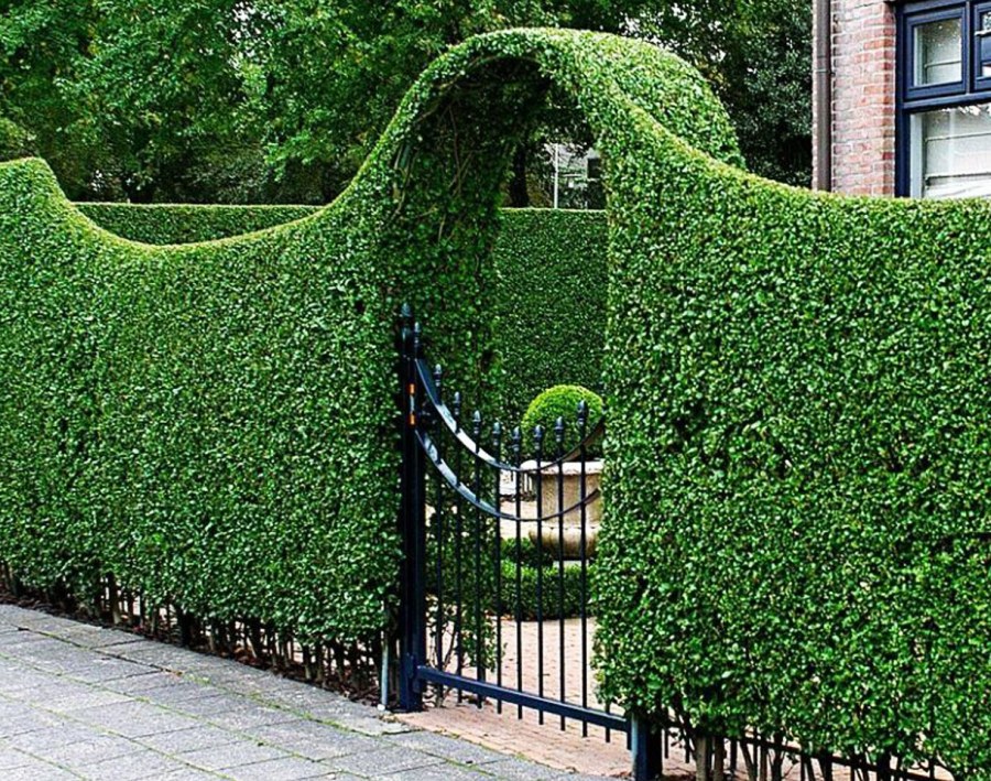 Плющ Хедера Хиберника