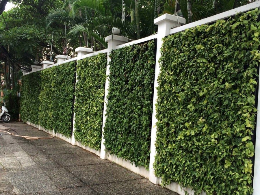 Зелёная изгородь быстрорастущая многолетняя вечнозеленая