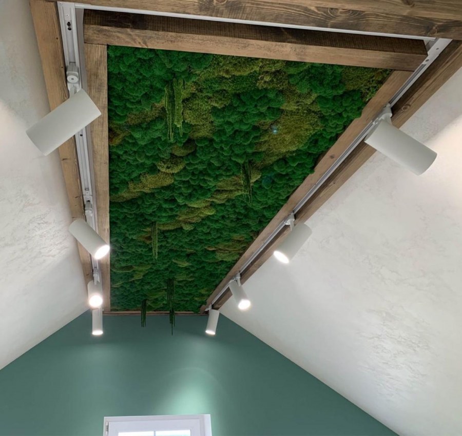 Мох настенный