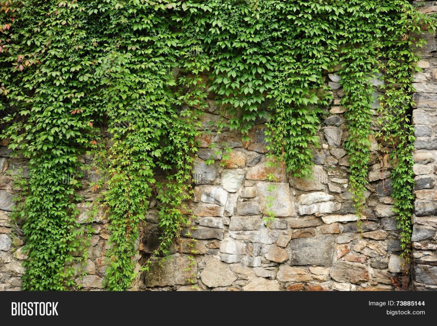 Фрески плющ