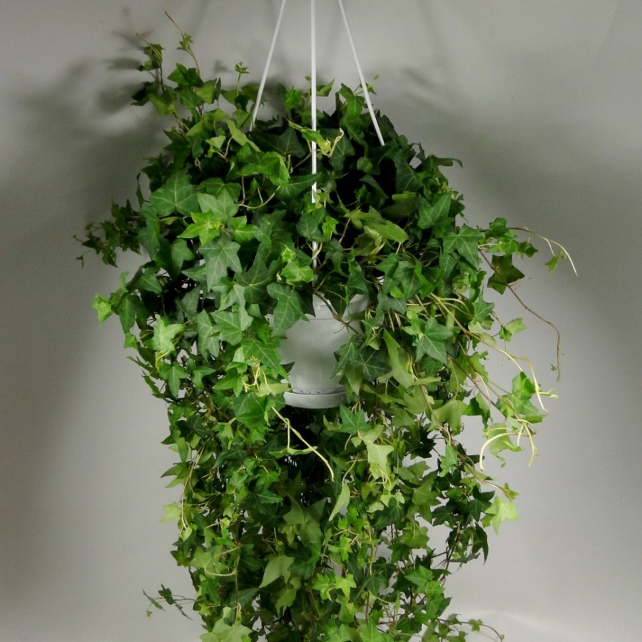 Хедера Хеликс Питтсбург