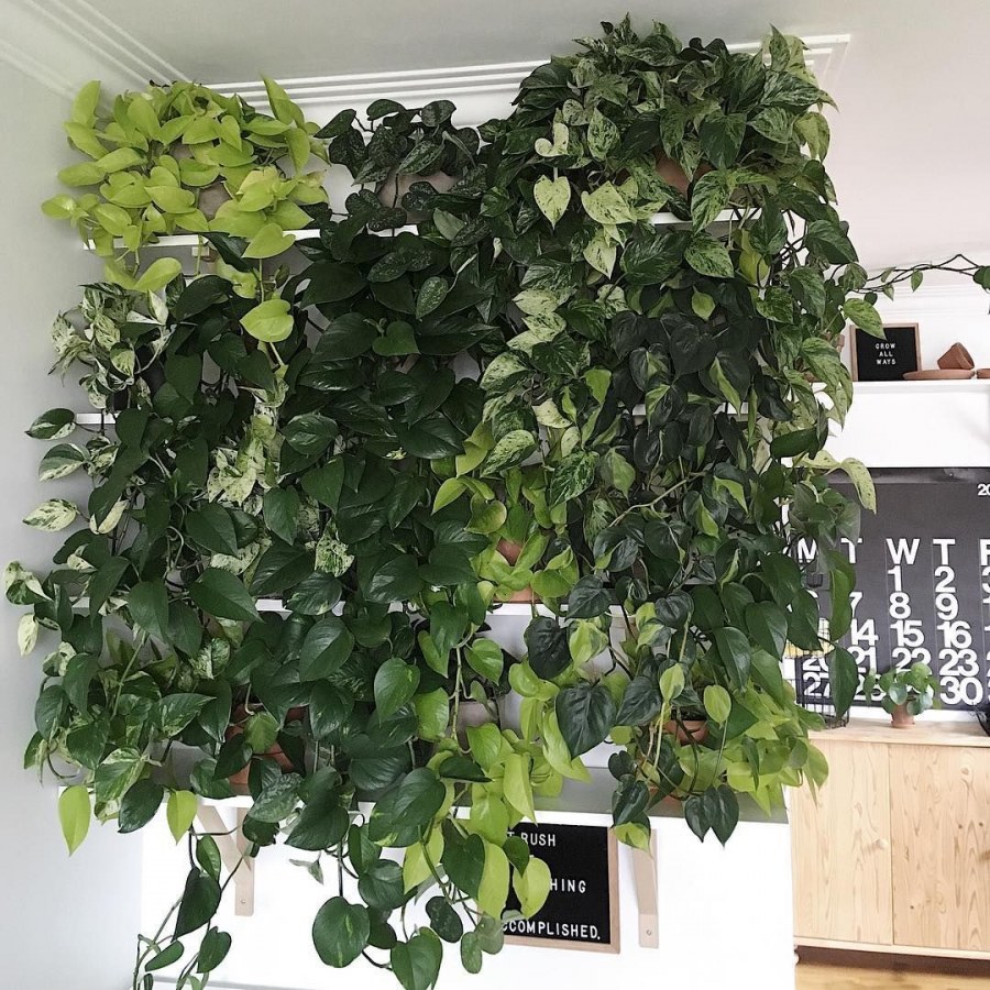 Эпипремнум и Филодендрон