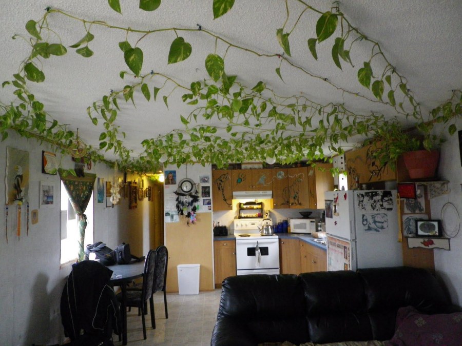 Лианы на потолке