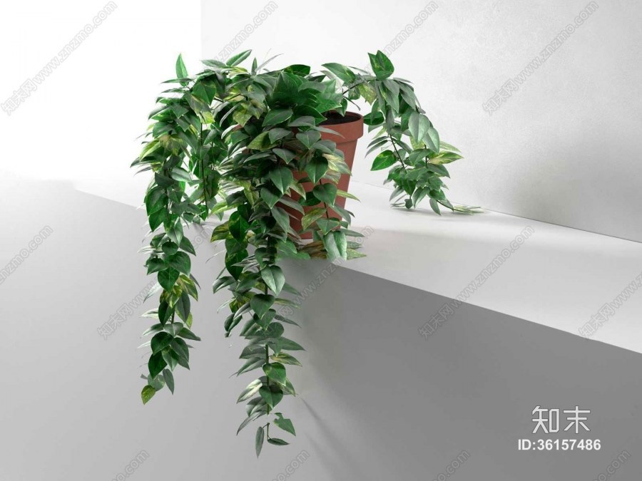 Эпипремнум перистый