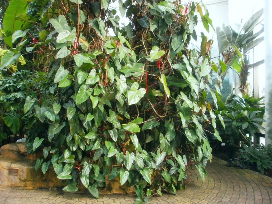 Филодендрон лазающий