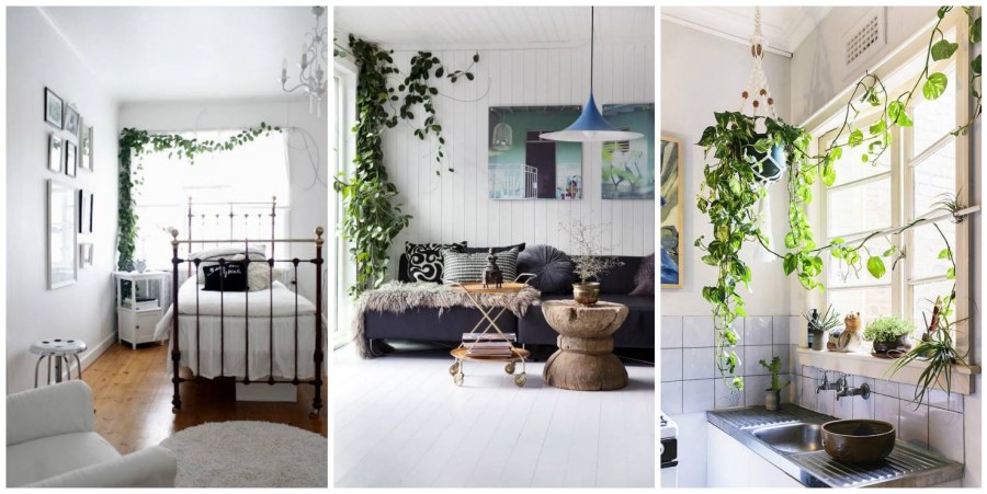 Плющ в интерьере