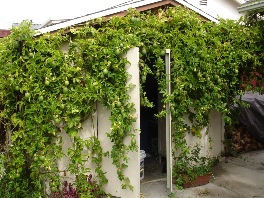 Пассифлора Лиана