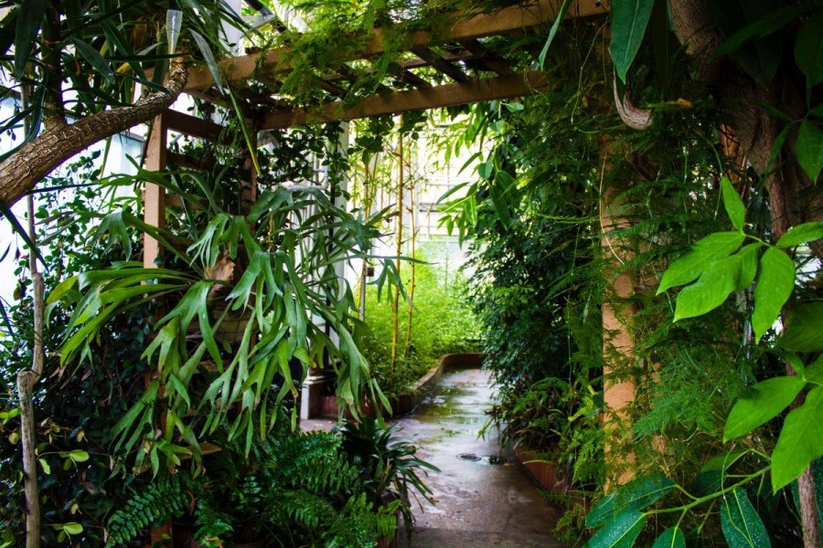 Тропическому ботаническому саду Кингстон