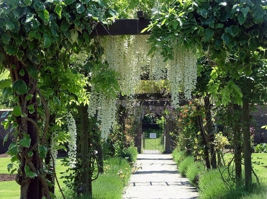 Глициния Живая изгородь