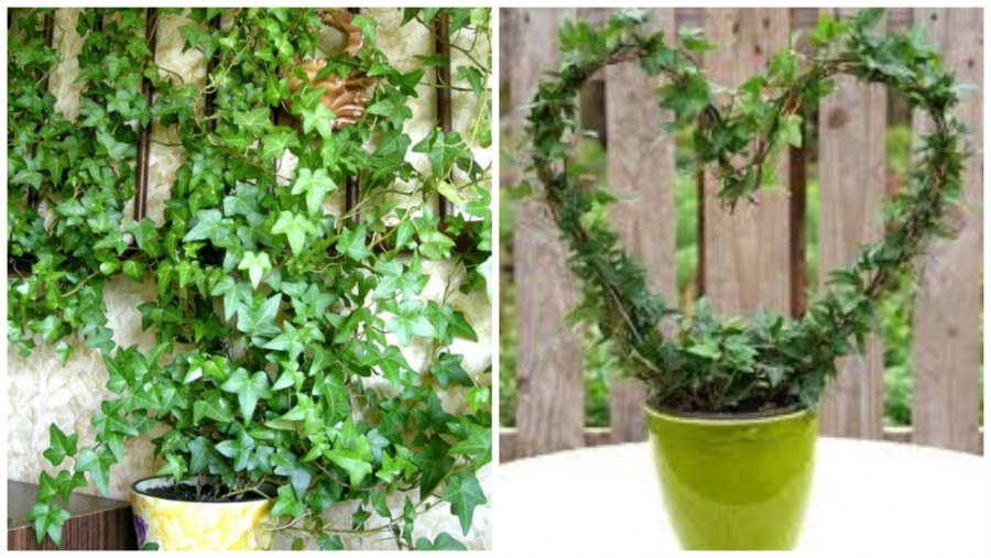 Корень плюща обыкновенного