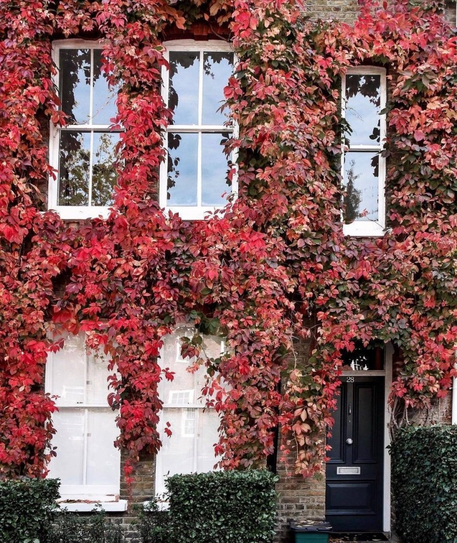 Вертикальное Озеленение лианами