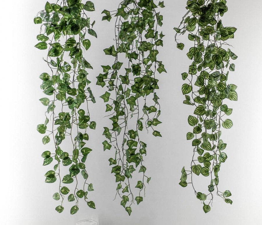 Вьюнок Березка комнатная