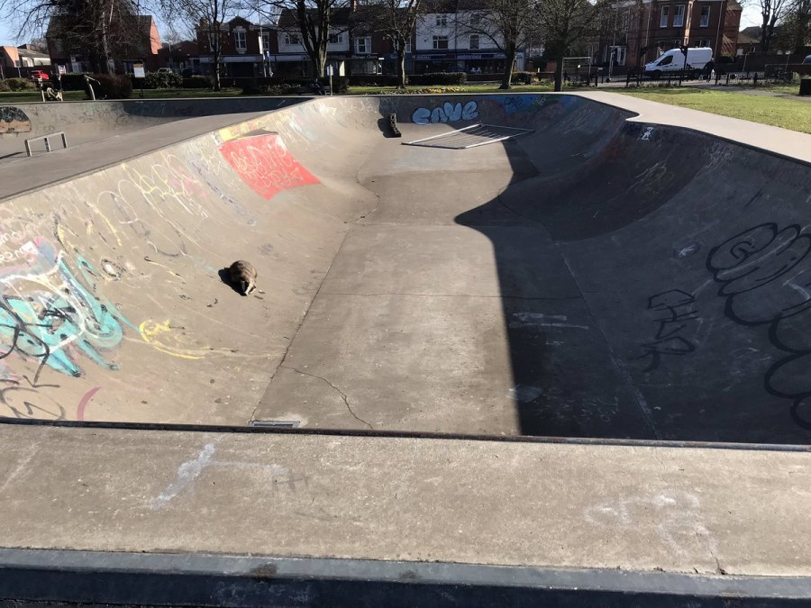 Скейт парк Мещерское озеро