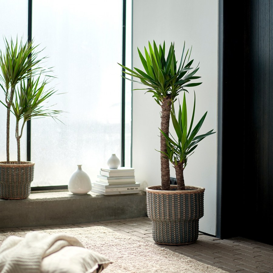 Юкка Yucca ELEPHANTIPES