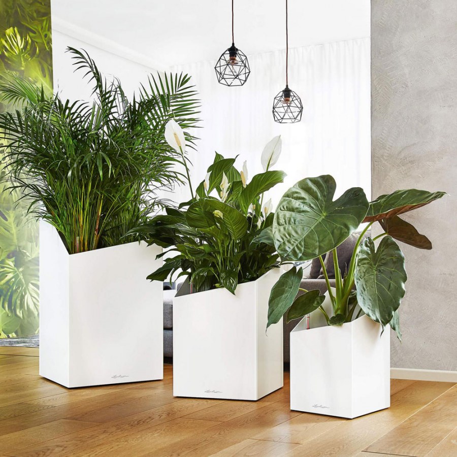 Вазон Лечуза