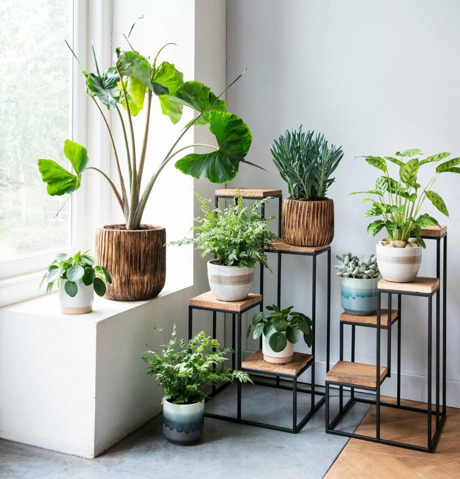 Камерплант Техас микс