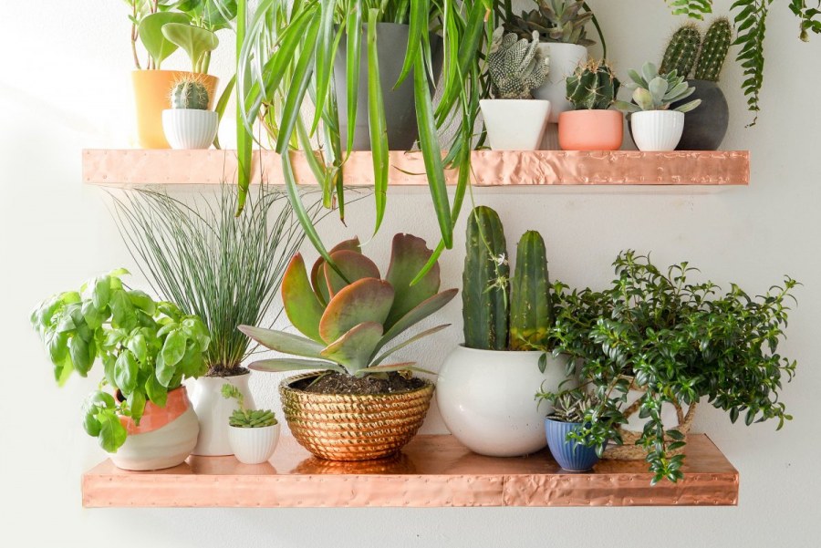 Композиции из комнатных растений на окне