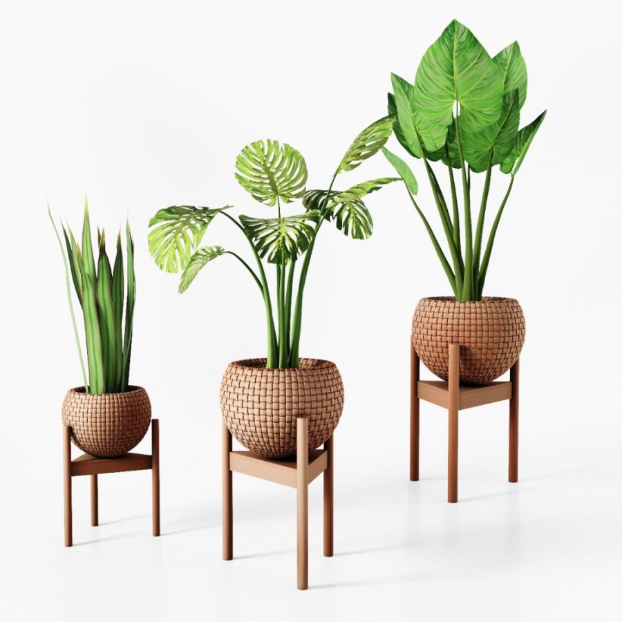 Растение в плетеном горшке