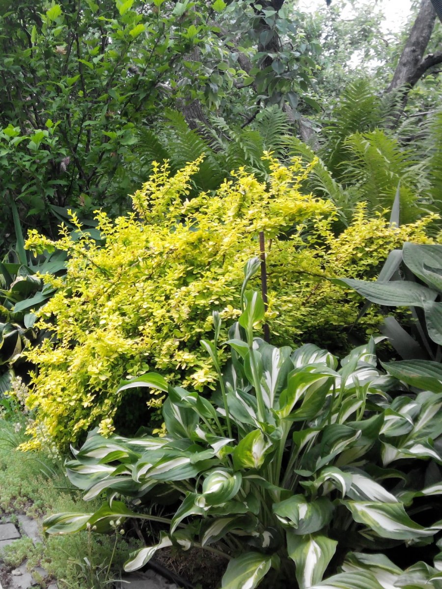 Хвойники в Лесном ландшафте