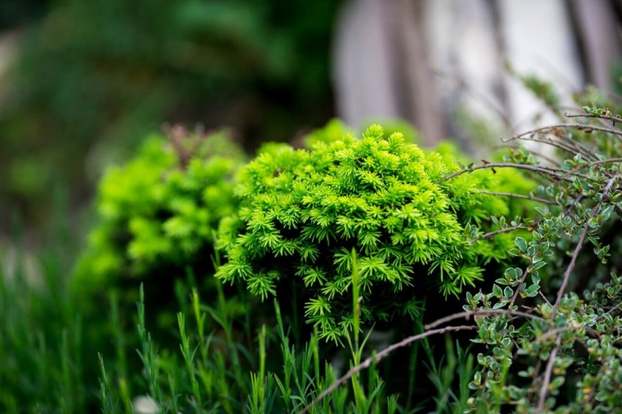 Растения для сада обычные