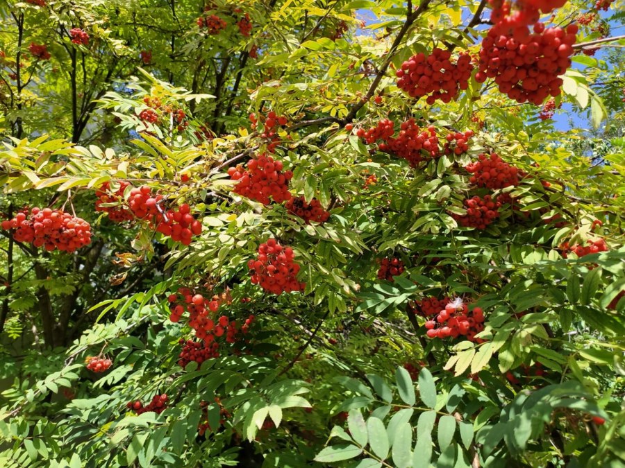 Как дозаривать зеленые помидоры в домашних условиях