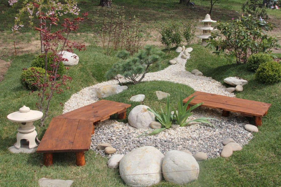 Формировка рябина обыкновенная Амурская