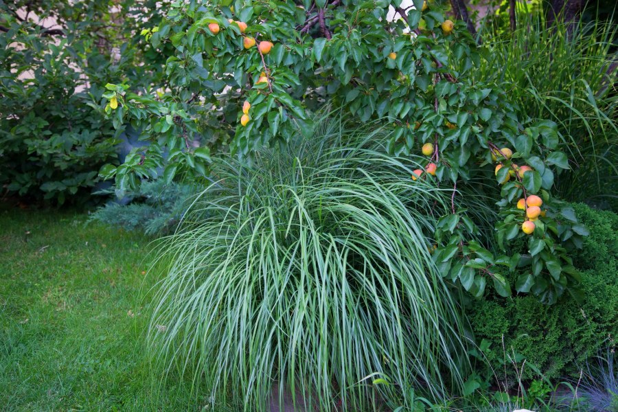 Клумба идеи в японском стиле