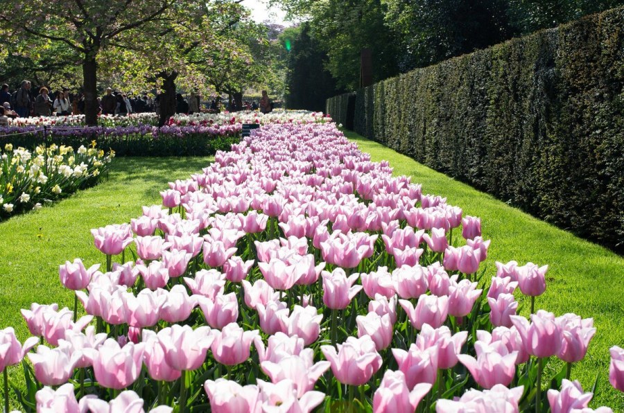 Ландшафт натургарден