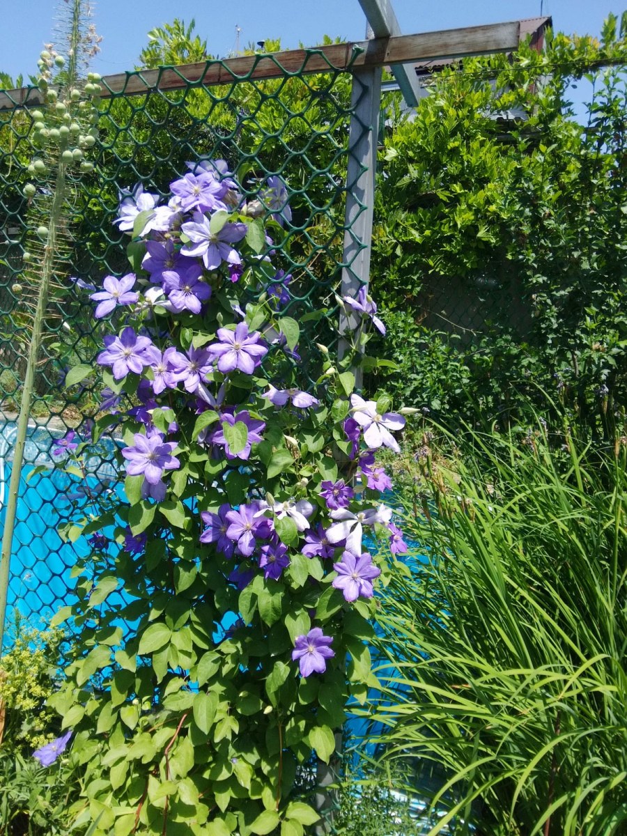 Листовой опад для огорода форум