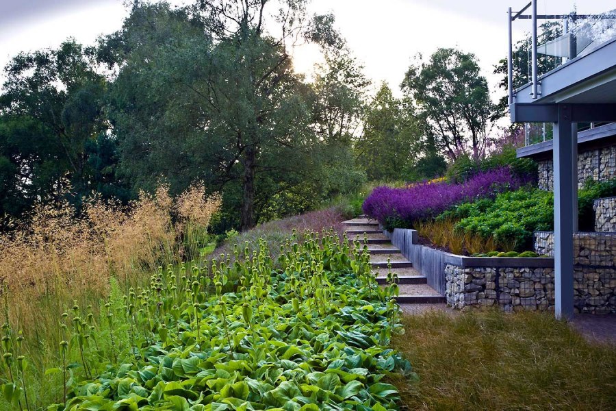 Спирея рябинник рябинолистный