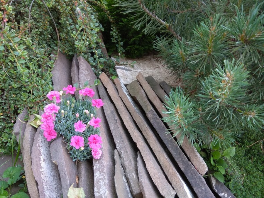 Древовидный пион в ландшафте