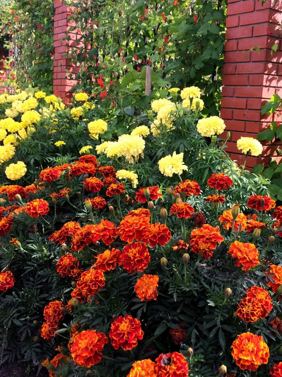 Ландшафт внутреннего дворика