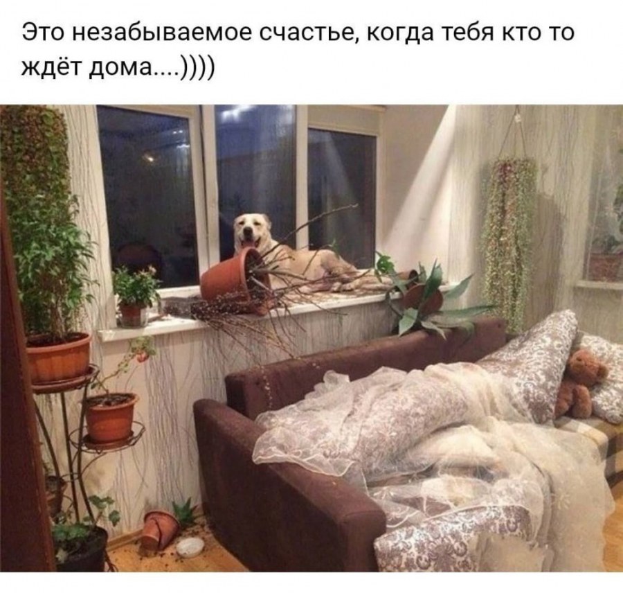Кот на даче летом
