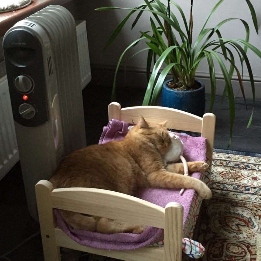 Субботний котик