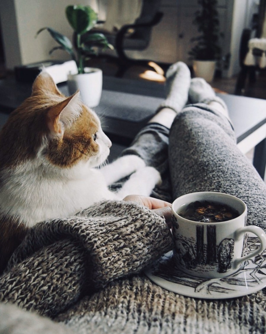 Уютный вечер с кошкой
