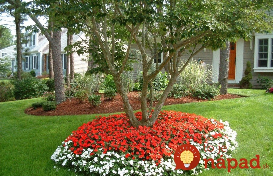 Циния в приствольный круг