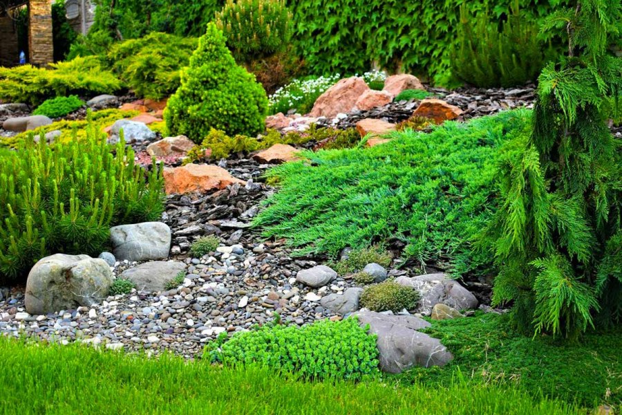 Каменистый сад с хвойниками