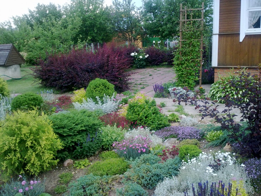 Красивые кусты в саду 6 соток