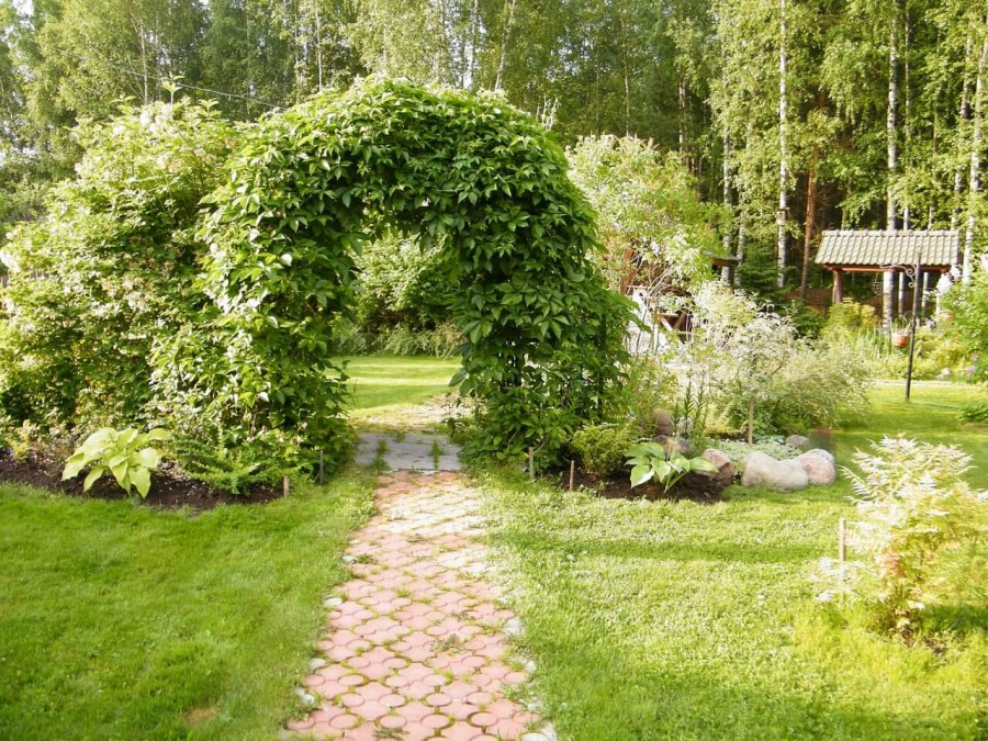 Девичий виноград на садовой арке