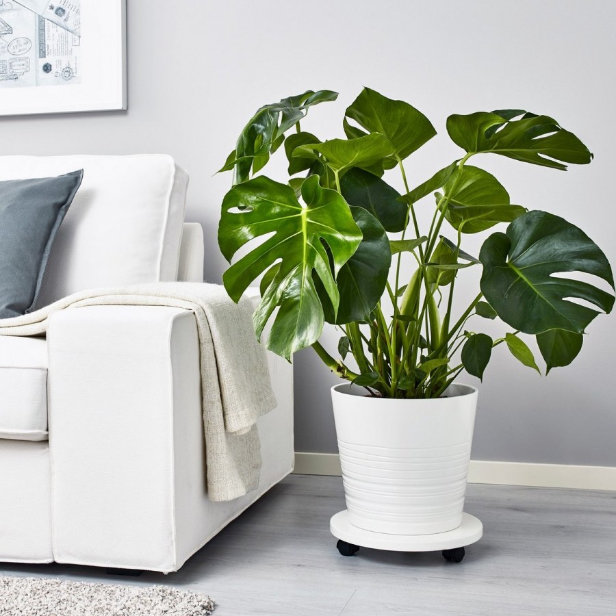 Фикус монстера