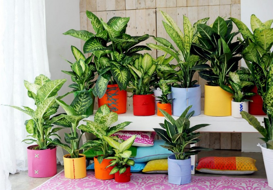 Эфенбахен дом цветок